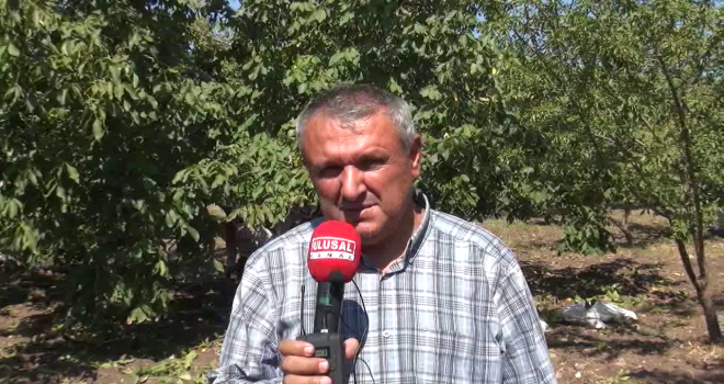 Ceviz Üretiminde Üreticinin Derdi, Bitmiyor