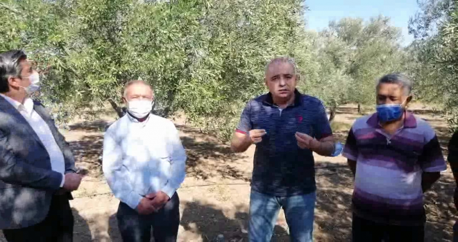 Zeytincinin Sorunları Büyük