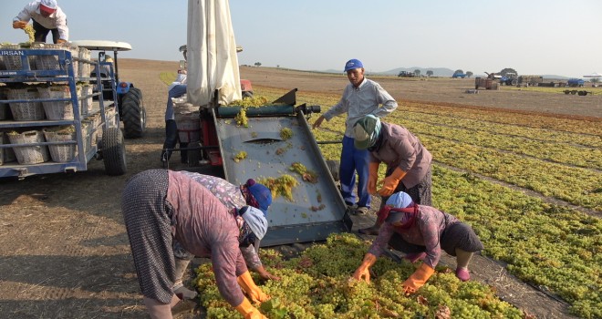 Üzüm Üreticisi’de Tarladaki Toplayanı’da Dertli