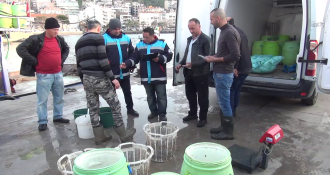 Tarla Değil Deniz Patlıcanı