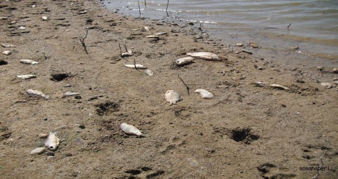 BARAJDA BALIKLAR ÖLÜYOR, BAKANLIKLAR SEYREDİYOR