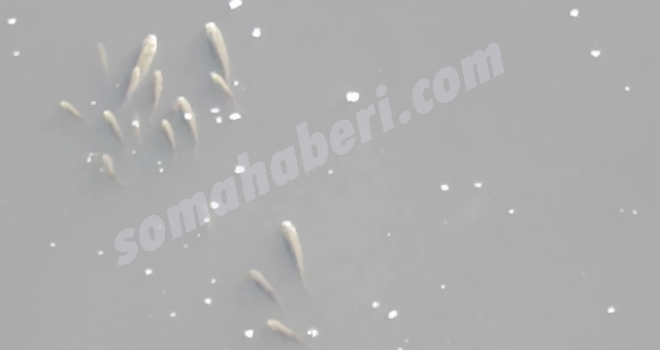 Soma Bakırçay'da Balıklar Ölüyor