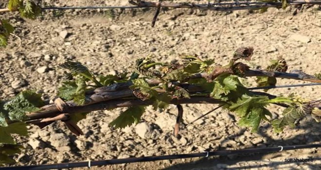 ÇİFTÇİNİN ZARARI KARŞILANMALIDIR