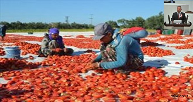 DOMATES ÜRETİCİSİNE FİRE DARBESİ