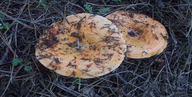 Mantarlar gelmeye başladı