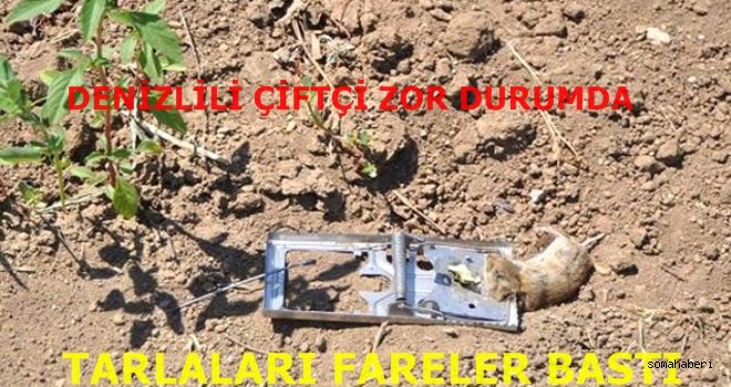 Tarlaları Fareler Bastı 