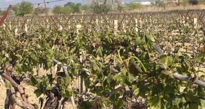 ÜZÜM ÜRETİCİSİNDEN ÜÇ ACİL TALEP