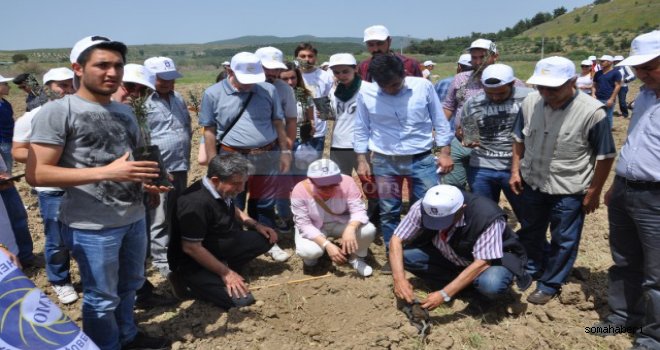Ziraat Mühendisler Odası Yırcaya Zeytin Dikti